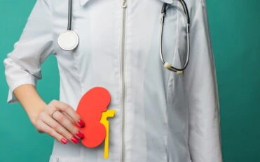 periton diyalizi A young female doctor holds a model of a person's kidney in her hands. The concept of protection and treatment