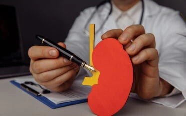 Doctor showing a wooden model of kidney close-up. Doctor showing a wooden model of kidney close-up.